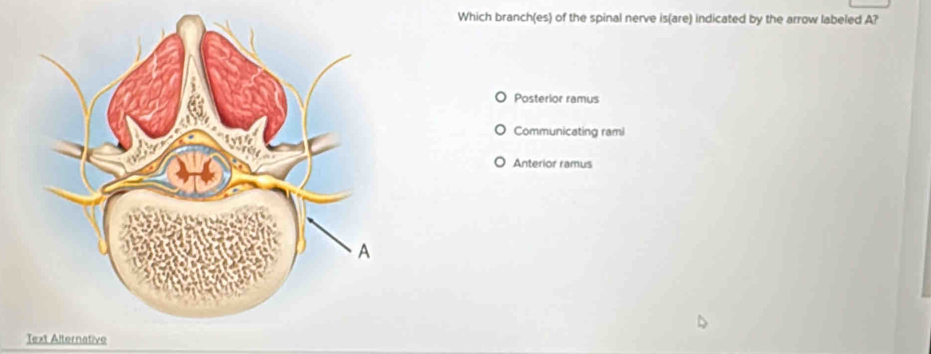 Which branch(es) of the spinal nerve is(are) indicated by the arrow labeled A?
Posterior ramus
Communicating rami
Anterior ramus
Text Alternative