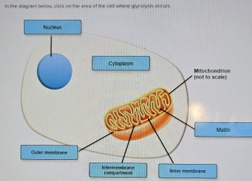 Solved: In the diagram below, click on the area of the cell where ...