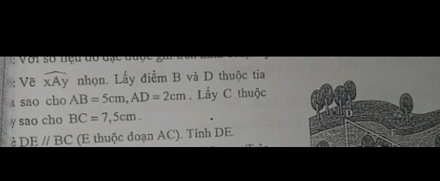 Với số nệu dó đạc đu 
: Vẽ widehat xAy nhọn. Lấy điểm B và D thuộc tia
x sao cho AB=5cm, AD=2cm. Lẩy C thuộc
y sao cho BC=7,5cm. 
è DEparallel BC (E thuộc đoạn AC). Tính DE.