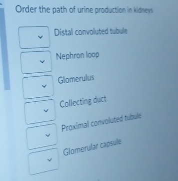 Order the path of urine production in kidneys
Distal convoluted tubule
Nephron loop
Glomerulus
Collecting duct
Proximal convoluted tubule
Glomerular capsule