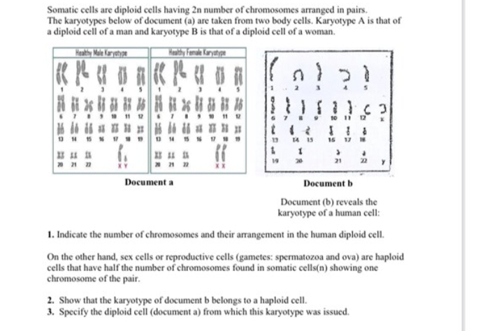 Somatic cells are diploid cells having 2n number of chromosomes arranged in pairs. 
The karyotypes below of document (a) are taken from two body cells. Karyotype A is that of 
a diploid cell of a man and karyotype B is that of a diploid cell of a woman. 
Document (b) reveals the 
karyotype of a human cell: 
1. Indicate the number of chromosomes and their arrangement in the human diploid cell. 
On the other hand, sex cells or reproductive cells (gametes: spermatozoa and ova) are haploid 
cells that have half the number of chromosomes found in somatic cells(n) showing one 
chromosome of the pair. 
2. Show that the karyotype of document b belongs to a haploid cell. 
3. Specify the diploid cell (document a) from which this karyotype was issued.