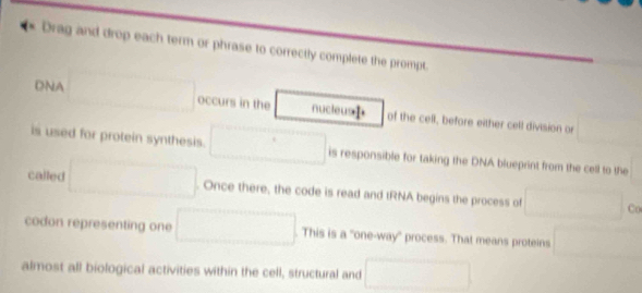 Drag and drop each term or phrase to correctly complete the prompt. 
DNA □ occurs in the nucieus of the cell, before either cell division or □ 
is used for protein synthesis. □ is responsible for taking the DNA blueprint from the cell to the 
called □. Once there, the code is read and tRNA begins the process of □ Co 
codon representing one □. This is a "one-way' process. That means proteins □ □ 
almost all biological activities within the cell, structural and □