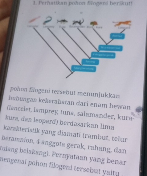 Perhatikan pohon filogeni berikut! 
pohon filogeni tersebut menunjukkan 
hubungan kekerabatan dari enam hewan 
(lancelet, lamprey, tuna, salamander, kura- 
kura, dan leopard) berdasarkan lima 
karakteristik yang diamati (rambut, telur 
beramnion, 4 anggota gerak, rahang, dan 
tulang belakang). Pernyataan yang benar 
mengenai pohon filogeni tersebut yaitu