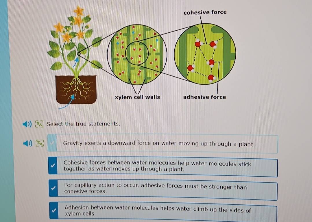 Select the true statements.
Gravity exerts a downward force on water moving up through a plant.
Cohesive forces between water molecules help water molecules stick
together as water moves up through a plant.
For capillary action to occur, adhesive forces must be stronger than
cohesive forces.
Adhesion between water molecules helps water climb up the sides of
xylem cells.