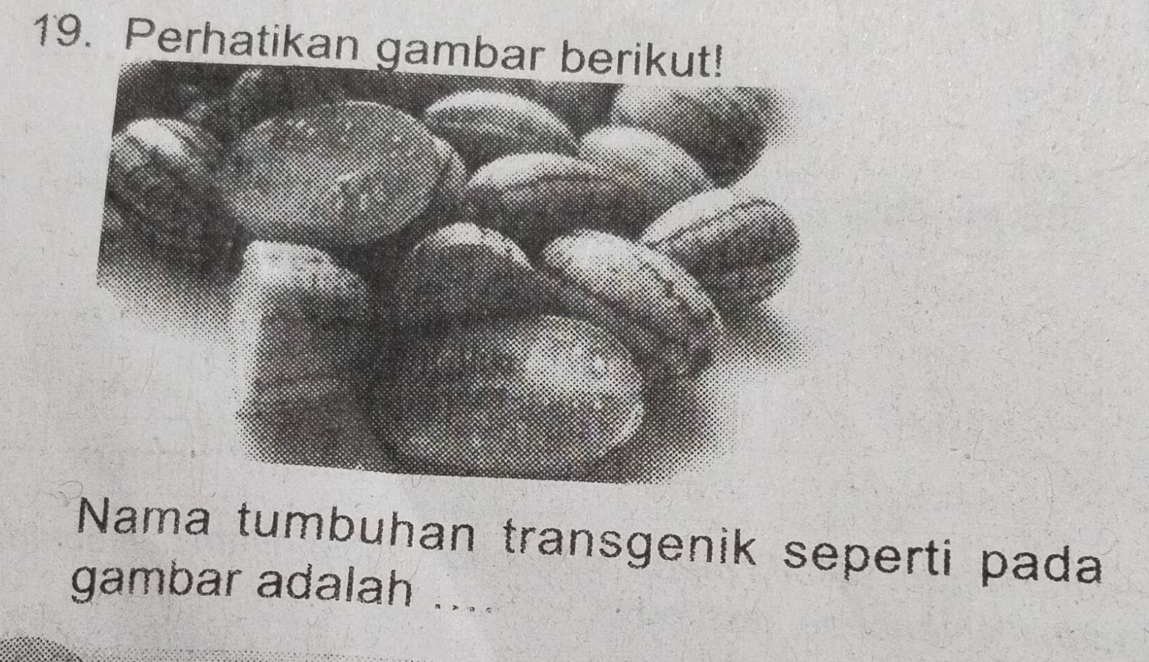 Perhatikan gambar berikut! 
Nama tumbuhan transgenik seperti pada 
gambar adalah ....