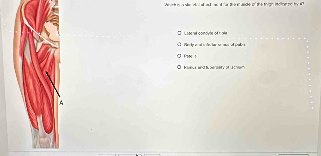 Which is a skeletal attachment for the muscle of the thigh indicated by A?
Lateral condyle of tibia
Body and inferior ramus of pubis
Patella
Ramus and tuberosity of ischium
