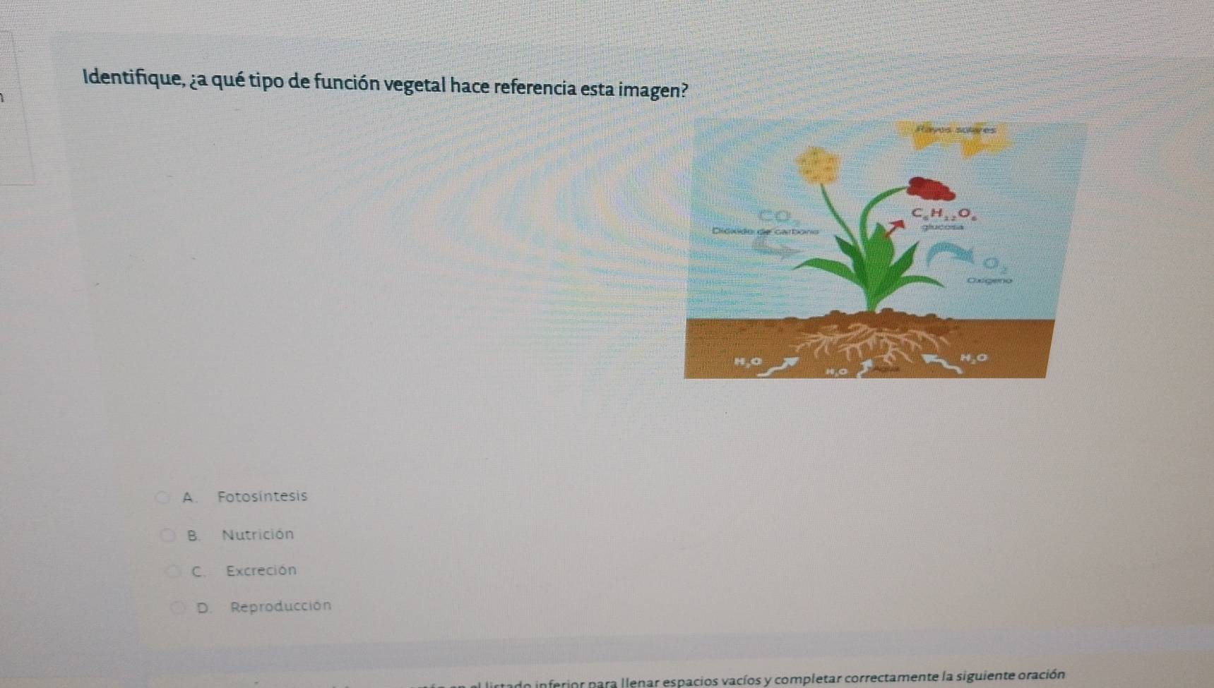 Identifique, ¿a qué tipo de función vegetal hace referencia esta imagen?
A. Fotosíntesis
B. Nutrición
C. Excreción
D. Reproducción
inferior para llenar espacios vacíos y completar correctamente la siguiente oración