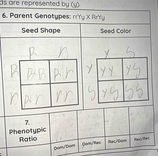 ds are represented by (y). 
6 
7. 
Phenotypic 
Ratio Rec/Rec 
Dom/Rec Rec/Dom 
Dom/Dom