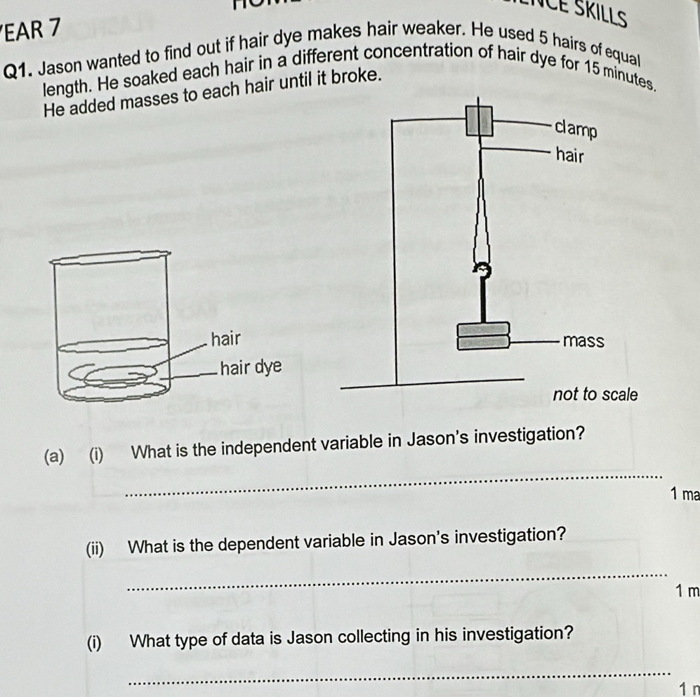 NCE SKILLS 
EAR 7 
Q1. Jason wanted to find out if hair dye makes hair weaker. He used 5 hairs of equal 
length. He soaked each hair in a different concentration of hair dye for 15 minutes. 
He added masses to each hair until it broke. 
_ 
(a) (i) What is the independent variable in Jason's investigation? 
1 ma 
(ii) What is the dependent variable in Jason's investigation? 
_
1 m
(i) What type of data is Jason collecting in his investigation? 
_ 
1 n