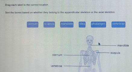 Drag each labell to the correct location
Sort the bones based on whether they belong to the appendicular skeleton or the axial skeleton.
stemum scapula mandibi tibia phalanges vertebrae
mandible
sterum scapula
vertebrae