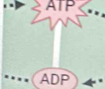 ATP
ADP