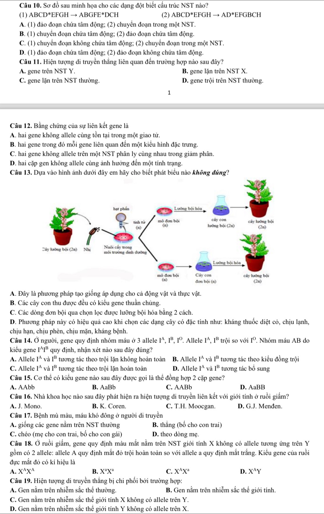 Sơ đồ sau minh họa cho các dạng đột biết cấu trúc NST nào?
(1) ABCD^* EFGH → ABGF F^*| CH (2) ABCD^* EFGH to AD^* EFGBCH
A. (1) đảo đoạn chứa tâm động; (2) chuyển đoạn trong một NST.
B. (1) chuyển đoạn chứa tâm động; (2) đảo đoạn chứa tâm động.
C. (1) chuyển đoạn không chứa tâm động; (2) chuyển đoạn trong một NST.
D. (1) đảo đoạn chứa tâm động; (2) đảo đoạn không chứa tâm động.
Câu 11. Hiện tượng di truyền thẳng liên quan đến trường hợp nào sau đây?
A. gene trên NST Y. B. gene lặn trên NST X.
C. gene lặn trên NST thường. D. gene trội trên NST thường.
1
Câu 12. Bằng chứng của sự liên kết gene là
A. hai gene không allele cùng tồn tại trong một giao tử.
B. hai gene trong đó mỗi gene liên quan đến một kiểu hình đặc trưng.
C. hai gene không allele trên một NST phân ly cùng nhau trong giảm phân.
D. hai cặp gen không allele cùng ảnh hưởng đến một tính trạng.
Câu 13. Dựa vào hình ảnh dưới đây em hãy cho biết phát biểu nào không đúng?
A. Đây là phương pháp tạo giống áp dụng cho cả động vật và thực vật.
B. Các cây con thu được đều có kiểu gene thuần chủng.
C. Các dòng đơn bội qua chọn lọc được lưỡng bội hóa bằng 2 cách.
D. Phương pháp này có hiệu quả cao khi chọn các dạng cây có đặc tính như: kháng thuốc diệt cỏ, chịu lạnh,
chịu hạn, chịu phèn, chịu mặn, kháng bệnh.
Câu 14. Ở người, gene quy định nhóm máu ở 3 allele I^A,I^B,I^O. Allele I^A,I^B trội so với I^0. Nhóm máu AB do
kiểu gene I^AI^B quy định, nhận xét nào sau đây đúng?
A. Allele I^A và I^B tương tác theo trội lặn không hoàn toàn B. Allele I^A và I^B tương tác theo kiều đồng trội
C. Allele.1^(wedge) và I^B tương tác theo trội lặn hoàn toàn D. Allele.1 và I^B tương tác bổ sung
Câu 15. Cơ thể có kiểu gene nào sau đây được gọi là thể đồng hợp 2 cặp gene?
A. AAbb B. AaBb C. AABb D. AaBB
Câu 16. Nhà khoa học nào sau đây phát hiện ra hiện tượng di truyền liên kết với giới tính ở ruồi giấm?
A. J. Mono. B. K. Coren. C. T.H. Moocgan. D. G.J. Menđen.
Câu 17. Bệnh mù màu, máu khó đông ở người di truyền
A. giống các gene nằm trên NST thường B. thắng (bố cho con trai)
C. chéo (mẹ cho con trai, bố cho con gái) D. theo dòng mẹ.
Câu 18. Ở ruồi giấm, gene quy định màu mắt nằm trên NST giới tính X không có allele tương ứng trên Y
gồm có 2 allele: allele A quy định mắt đỏ trội hoàn toàn so với allele a quy định mắt trắng. Kiểu gene của ruồi
đực mắt đỏ có kí hiệu là
A. X^AX^A B. X^aX^a C. X^AX^a D. X^AY
Câu 19. Hiện tượng di truyền thắng bị chi phối bởi trường hợp:
A. Gen nằm trên nhiễm sắc thể thường. B. Gen nằm trên nhiễm sắc thể giới tính.
C. Gen nằm trên nhiễm sắc thể giới tính X không có allele trên Y.
D. Gen nằm trên nhiễm sắc thể giới tính Y không có allele trên X.