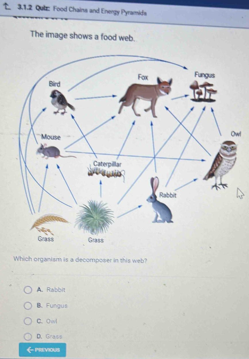 Food Chains and Energy Pyramids
The image shows a food web.
l
Which organism is a decomposer in this web?
A. Rabbit
B.Fungus
C. Owl
D. Grass
PREVIOUS