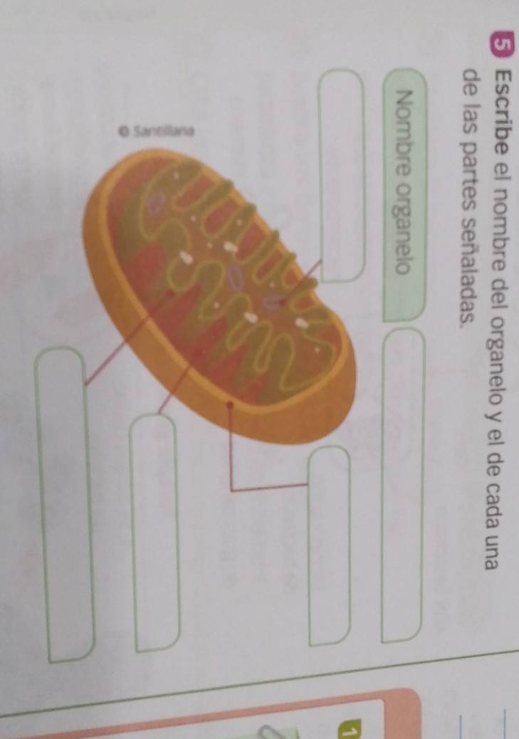 Escribe el nombre del organelo y el de cada una 
de las partes señaladas. 
Nombre organelo 
1