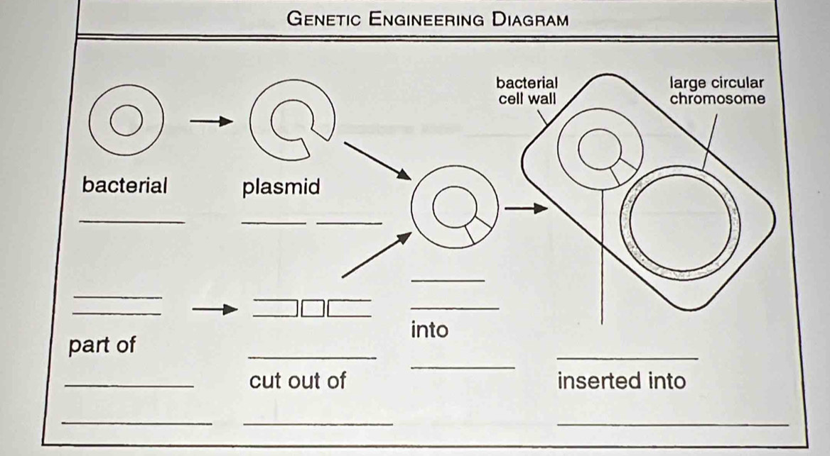 Genetic Engineering Diagram