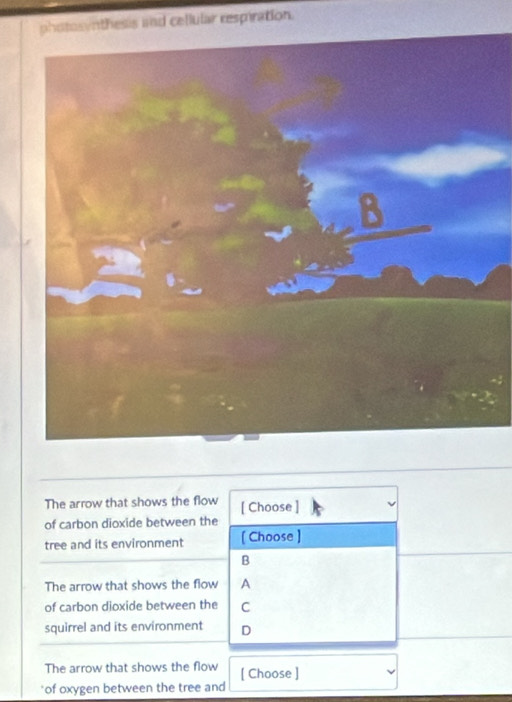 photasynthesis and cellular respiration. 
The arrow that shows the flow [ Choose ] 
of carbon dioxide between the 
tree and its environment [ Choose ] 
B 
The arrow that shows the flow A 
of carbon dioxide between the C 
squirrel and its environment D 
The arrow that shows the flow [ Choose ] 
of oxygen between the tree and