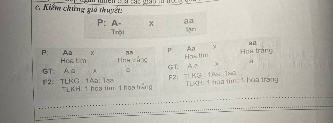 nmền của các giáo từ trong đ 
c. Kiểm chứng giả thuyết:
P： A- x aa
Trội lặn
aa
P :€£ Aa X aa
P: Aa X Hoa trắng
Hoa tím
Hoa tím Hoa trắng
GT: A,a x a GT: A,a X a
F2: TLKG : 1Aa: 1aa F2: TLKG : 1Aa: 1aa
TLKH: 1 hoa tím: 1 hoa trắng TLKH: 1 hoa tím: 1 hoa trắng