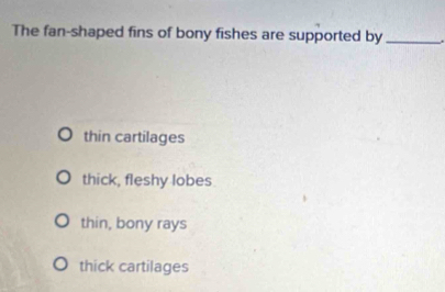 The fan-shaped fins of bony fishes are supported by_
thin cartilages
thick, fleshy lobes
thin, bony rays
thick cartilages