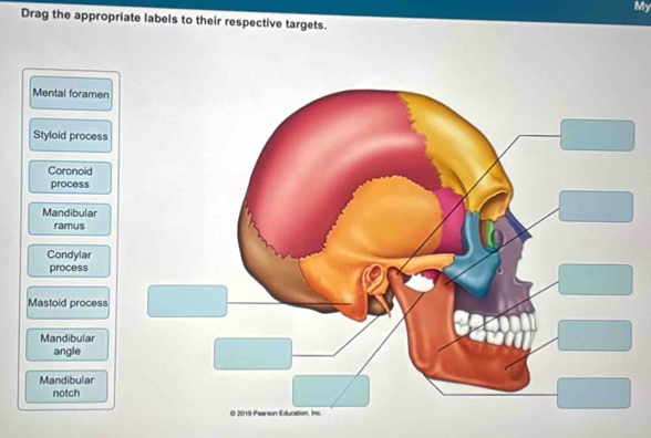 My
Drag the appropriate labels to their respective targets.
Mental foramen
Styloid process
Coronoid
process
Mandibular
ramus
Condylar
process
Mastoid process
Mandibular
angle
Mandibular
notch