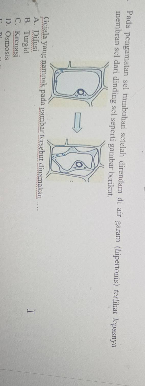 Pada pengamatan sel tumbuhan setelah direndam di air garam (hipertonis) terlihat lepasnya
membran sel dari dinding sel seperti gambar berikut.
Gejala yampak pada gambar tersebut dinamakan ….
A. Difusi
B. Turgid
C. Krenasi
D. Osmosis