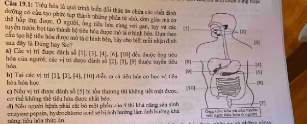 Chộn Bung hoạ c 
Câu 19.1: Tiêu hóa là quá trình biển đổi thức ăn chứa các chất đinh 
dưỡng có cầu tạo phức tạp thành những phân tử nhỏ, dơn giản mà cơ 
thể hấp thụ được. Ở người, ống tiêu hóa cùng với gan, tụy và các 
tuyển nước bọt tạo thành hệ tiêu hóa được mô tả ở hình bên. Dựa theo 
cầu tạo hệ tiêu hóa được mô tả ở hình bên, hãy cho biết mỗi nhận định 
sau đây là Đúng hay Sai? 
a) Các vị trí được đánh số [1], [3], [4], [6], [10] đều thuộc ống tiêu 
hóa của người; các vị trí được đánh số [2], [5], [9]
hóa, thuộc tuyển tiêu 
b) Tại các vị trí [1], [3], [4], [10] diễn ra cả tiêu hóa cơ học và tiêu 
hóa hóa học. 
c) Nếu vị trí được đánh số [5] bị tộn thương thi không tiết mật được, 
cơ thể không thể tiêu hóa được chất béo. 
d) Nếu người bệnh phải cắt bỏ một phần của 4 thì khả năng sản sinh 
enzyme pepsin, hydrochloric acid sẽ bị ảnh hướng làm ảnh hưởng khá 
năng tiêu hóa thức ăn.