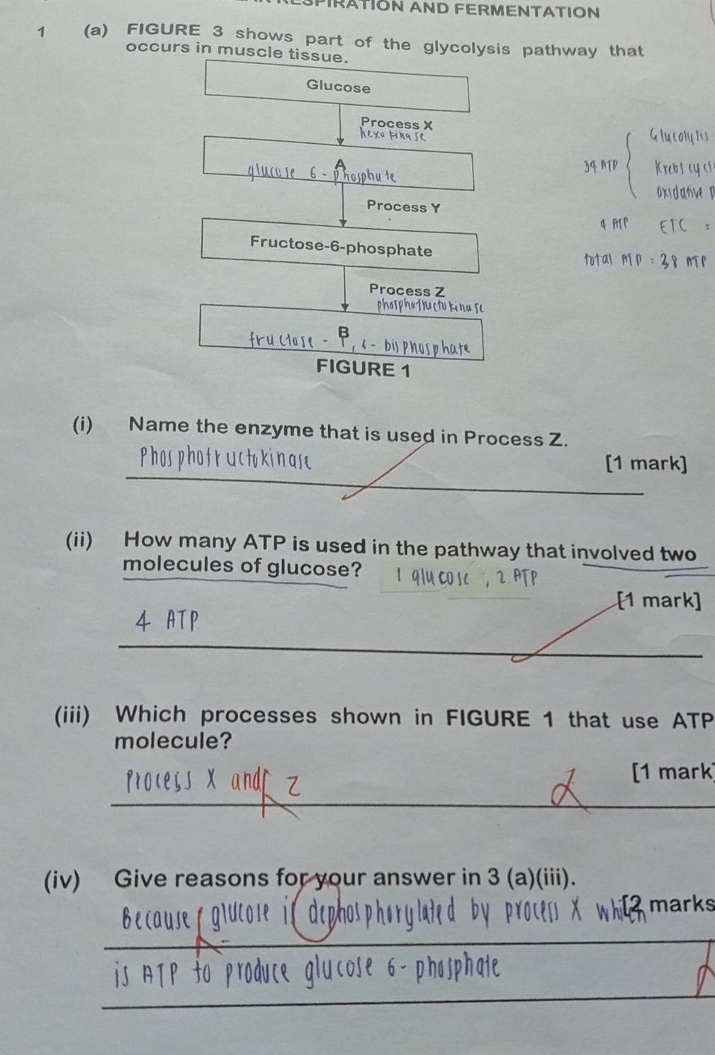 PIRATION AND FERMENTATION 
1 (a) FIGURE 3 shows part of the glycolysis pathway that 
occurs in muscle tissue. 
Glucose 
Process X
hexotirase 
hosph 
a 
Process Y
q ATP
Fructose-6-phosphate 
1otal m 
Process Z
oh kinase 
fru 
hat 
FIGURE 1 
(i) Name the enzyme that is used in Process Z. 
_ 
[1 mark] 
(ii) How many ATP is used in the pathway that involved two 
molecules of glucose? 
_ 
_ 
[1 mark] 
_ 
(iii) Which processes shown in FIGURE 1 that use ATP
molecule? 
[1 mark 
_ 
(iv) Give reasons for your answer in 3 (a)(iii). 
[2 marks 
_ 
_ 
_