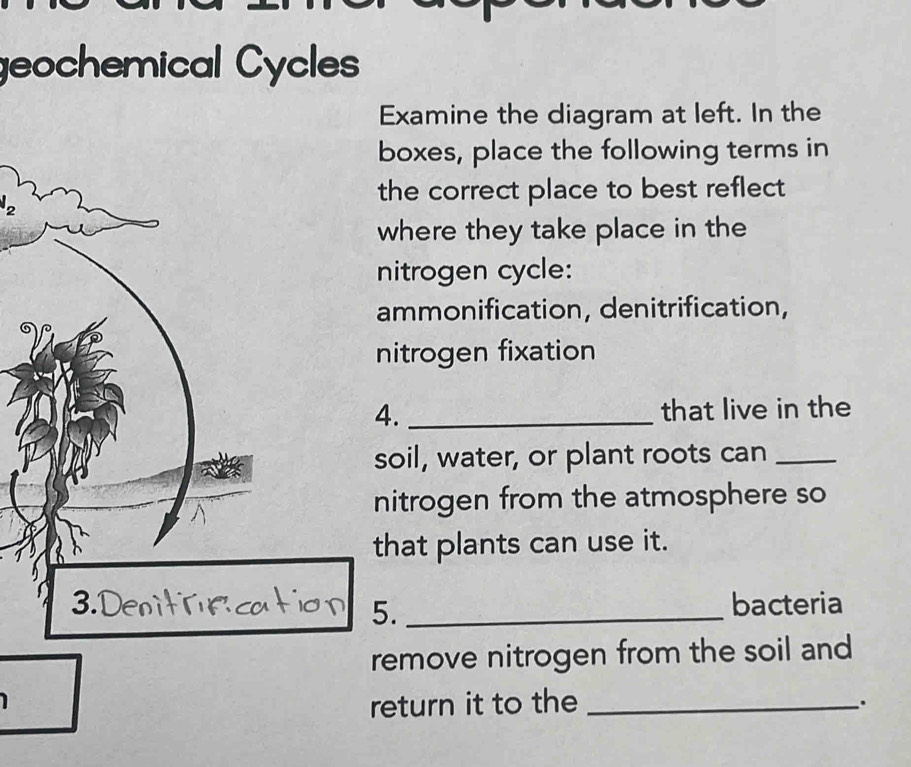 geochemical Cycles 
Examine the diagram at left. In the 
boxes, place the following terms in 
the correct place to best reflect 
2 
where they take place in the 
nitrogen cycle: 
ammonification, denitrification, 
nitrogen fixation 
. _that live in the 
oil, water, or plant roots can_ 
itrogen from the atmosphere so 
hat plants can use it. 
. _bacteria 
remove nitrogen from the soil and 
return it to the_ 
.