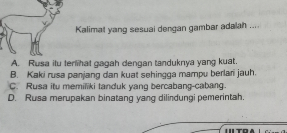 Kalimat yang sesuai dengan gambar adalah ....
A. Rusa itu terlihat gagah dengan tanduknya yang kuat.
B. Kaki rusa panjang dan kuat sehingga mampu berlari jauh.
C. Rusa itu memiliki tanduk yang bercabang-cabang.
D. Rusa merupakan binatang yang dilindungi pemerintah.