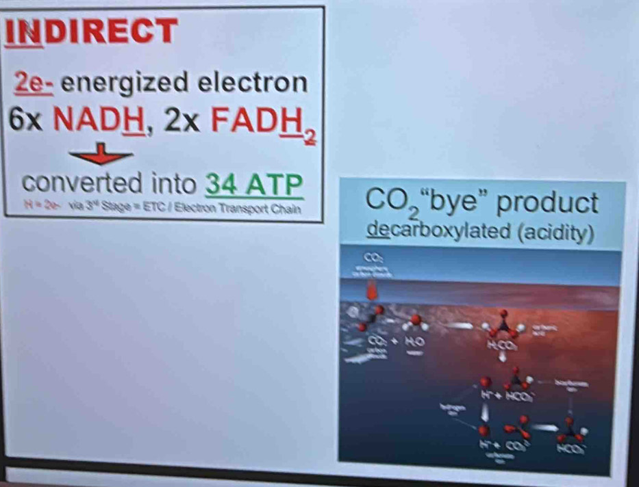 INDIRECT
2e- energized electron
6x NADH 2x FAD_ H_2
converted into 34 ATP
H = 2e- via 3^4 Stage = ETC / Electron Transport Chain