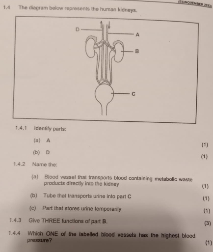 (EC/NOVEmber 2923) 
1.4 The diagram below represents the human kidneys. 
1.4.1 Identify parts: 
(a) A (1) 
(b) D (1) 
1.4.2 Name the: 
(a) Blood vessel that transports blood containing metabolic waste (1) 
products directly into the kidney 
(b) Tube that transports urine into part C (1) 
(c) Part that stores urine temporarily (1) 
1.4.3 Give THREE functions of part B. 
(3) 
1.4.4 Which ONE of the labelled blood vessels has the highest blood 
pressure? (1)