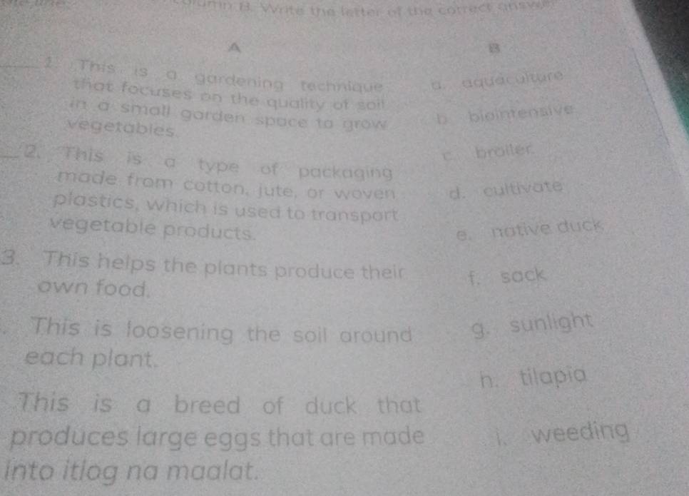 orumn B. Write the letter of the correct answer
A
B
_1 .This is a gardening technique a. aquaculture
that focuses on the quality of soi 
in a small garden space to grow .
b biointensive
vegetables.
c broiler
_2. This is a type of packaging
made from cotton, jute, or woven d. cultivate
plastics, which is used to transport
vegetable products. e. notive duck
3. This helps the plants produce their f. sack
own food.
This is loosening the soil around g. sunlight
each plant.
h. tilapia
This is a breed of duck that
produces large eggs that are made i. weeding
into itlog na maalat.