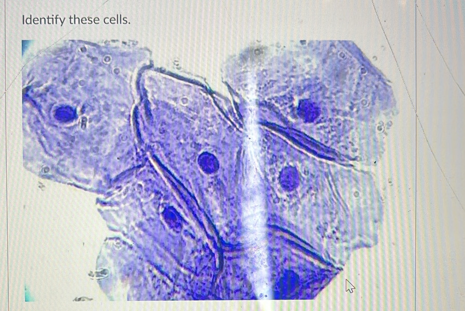 Identify these cells.