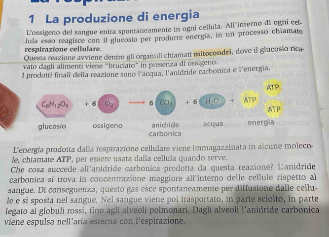 La produzione di energia 
L’ossigeno del sangue entra spontaneamente in ogni cellula. All’interno di ogni cel- 
lula esso reagisce con il glucosio per produrre energia, in un processo chiamato 
respirazione cellulare. 
Questa reazione avviene dentro gli organuli chiamati mitocondri, dove il glucosio rica- 
vato dagli alimenti viene “bruciato” in presenza di ossigeno. 
I prodotti finali della reazione sono l’acqua, l’anidride carbonica e l’energia.
ATP
C_6H_12O_6 + 6 O_2 、 6 CO_2 + 6 H_2O + ATP
ATP 
glucosio ossigeno anidride acqua energia 
carbonica 
L’energia prodotta dalla respirazione cellulare viene immagazzinata in alcune moleco- 
le, chiamate ATP, per essere usata dalla cellula quando serve. 
Che cosa succede all'anidride carbonica prodotta da questa reazione? L'anidride 
carbonica si trova in concentrazione maggiore all’interno delle cellule rispetto al 
sangue. Di conseguenza, questo gas esce spontaneamente per diffusione dalle cellu- 
le e si sposta nel sangue. Nel sangue viene poi trasportato, in parte sciolto, in parte 
legato ai globuli rossi, fino agli alveoli polmonari. Dagli alveoli l’anidride carbonica 
viene espulsa nell’aria esterna con l’espirazione.