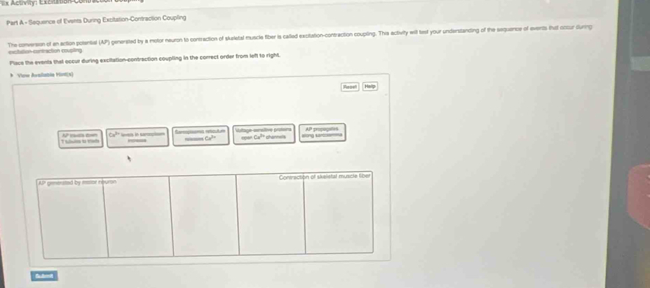 Activity: Excrtrion 
Part A - Sequence of Events During Excitation-Contraction Coupling 
The conversion of an action potential (AP) genersited by a motor neuron to contraction of skeletal muscle fiber is called excitation-contraction coupling. This activity will test your understanding of the sequance of events that occur during 
excitution contraction coupling 
Place the events that eccur during excitation-contraction coupling in the correct order from left to right. 
* Viawe Avallabia Hont(s) 
Reset He 
itage-cansítive profe AP propagates 
h ttrn A cc Ca^(2+) lavers in cxroopism Camçõsns retç t m Ca^(3+) cpo Ca^(2+) channels =ong Karócis 
AP gemorsted by mator nburon Contraction of skeletal muscle liber 
Be drmit