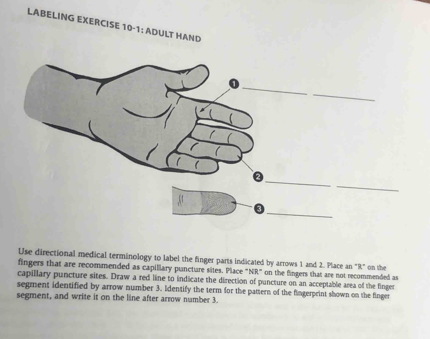 Solved: LABELING EXERCISE 10-1: ADULT HAND Use directional medical ...