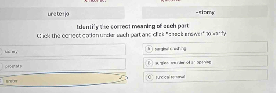 ureter|o -stomy
Identify the correct meaning of each part
Click the correct option under each part and click "check answer" to verify
kidney A surgical crushing
prostate B surgical creation of an opening
J
ureter C surgical removal