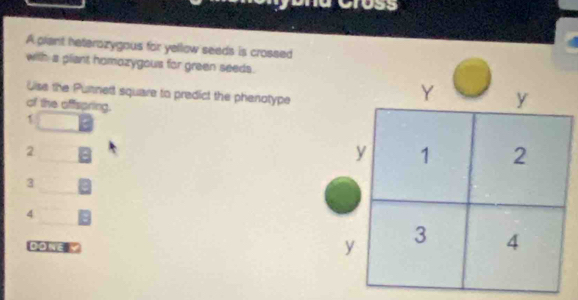 A plant haterozygous for yellow seeds is crossed
with a pliant homozygous for green seeds.
Use the Pumnett square to predict the phenotype
of the offspring.
1
2
3
4
DoNé