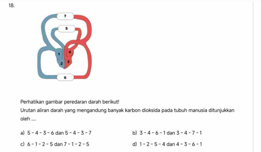 Perhatikan gambar peredaran darah berikut!
Urutan aliran darah yang mengandung banyak karbon dioksida pada tubuh manusia ditunjukkan
oleh ....
a) 5-4-3-6 dan 5-4-3-7 b) 3-4-6-1 dan 3-4-7-1
c) 6-1-2-5 dan 7-1-2-5 d) 1-2-5-4 dan 4-3-6-1