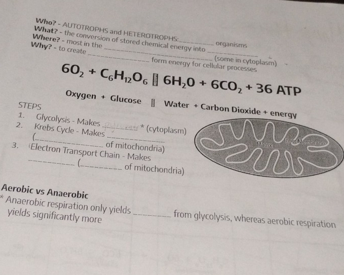 Who? - AUTOTROPHS and HETEROTROPHS: 
_ 
What? - the conversion of stored chemical energy into organisms 
Where? - most in the 
_ 
Why? - to create_ 
(some in cytoplasm) 
form energy for cellular processes
6O_2+C_6H_12O_6□ 6H_2O+6CO_2+36 A P 
Oxygen + Glucose Water + Carbon Dioxide + en 
STEPS 
1. Glycolysis - Makes _221 * (cytoplasm 
2. Krebs Cycle - Makes_ 
 of mitochondria) 
_ 
3. Electron Transport Chain - Makes 
_of mitochondria) 
Aerobic vs Anaerobic 
Anaerobic respiration only yields _from glycolysis, whereas aerobic respiration 
yields significantly more