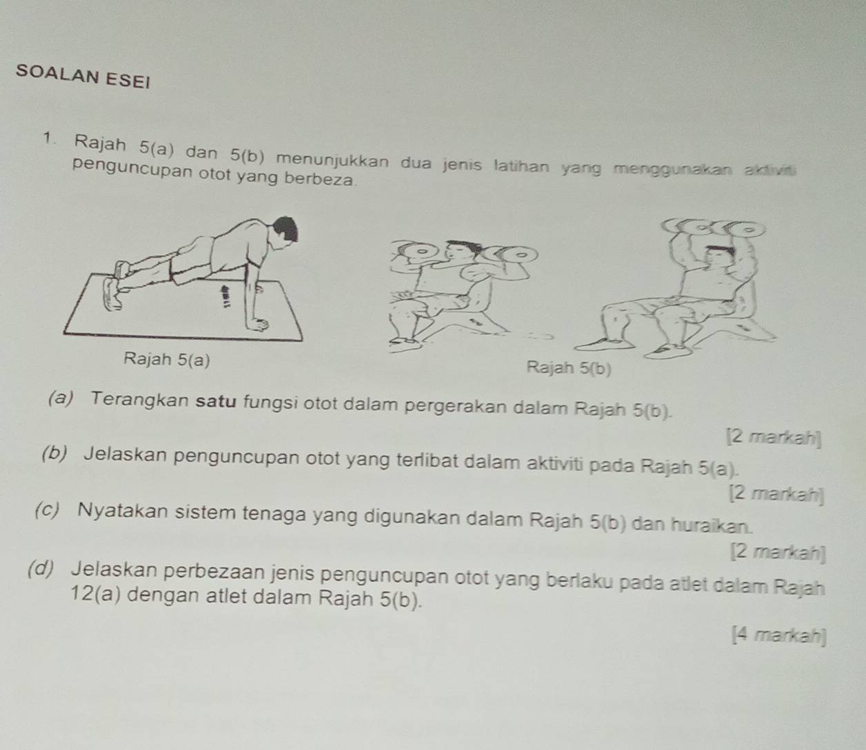 SOALAN ESEI 
1. Rajah 5(a) dan 5(b) menunjukkan dua jenis latihan yang menggunakan aklivi 
penguncupan otot yang berbeza. 
Rajah 5(a) Rajah 5(b) 
(a) Terangkan satu fungsi otot dalam pergerakan dalam Rajah 5(b). 
[2 markah] 
(b) Jelaskan penguncupan otot yang terlibat dalam aktiviti pada Rajah 5(a). 
[2 markah] 
(c) Nyatakan sistem tenaga yang digunakan dalam Rajah 5(b) dan huraikan. 
[2 markah] 
(d) Jelaskan perbezaan jenis penguncupan otot yang berlaku pada atlet dalam Rajah 
12(a) dengan atlet dalam Rajah 5(b). 
[4 markah]