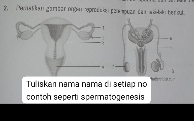 Perhatikan gambar organ reproduksi perempuan dan laki-laki berikut. 
hutterstock.com 
Tuliskan nama nama di setiap no 
contoh seperti spermatogenesis