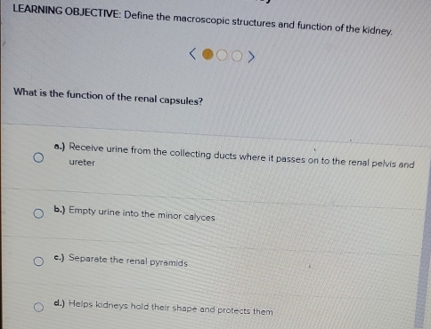 LEARNING OBJECTIVE: Define the macroscopic structures and function of the kidney.
What is the function of the renal capsules?
a.) Receive urine from the collecting ducts where it passes on to the renal pelvis and
ureter
b.) Empty urine into the minor calyces
c.) Separate the renal pyramids
d.) Helps kidneys hold their shape and protects them