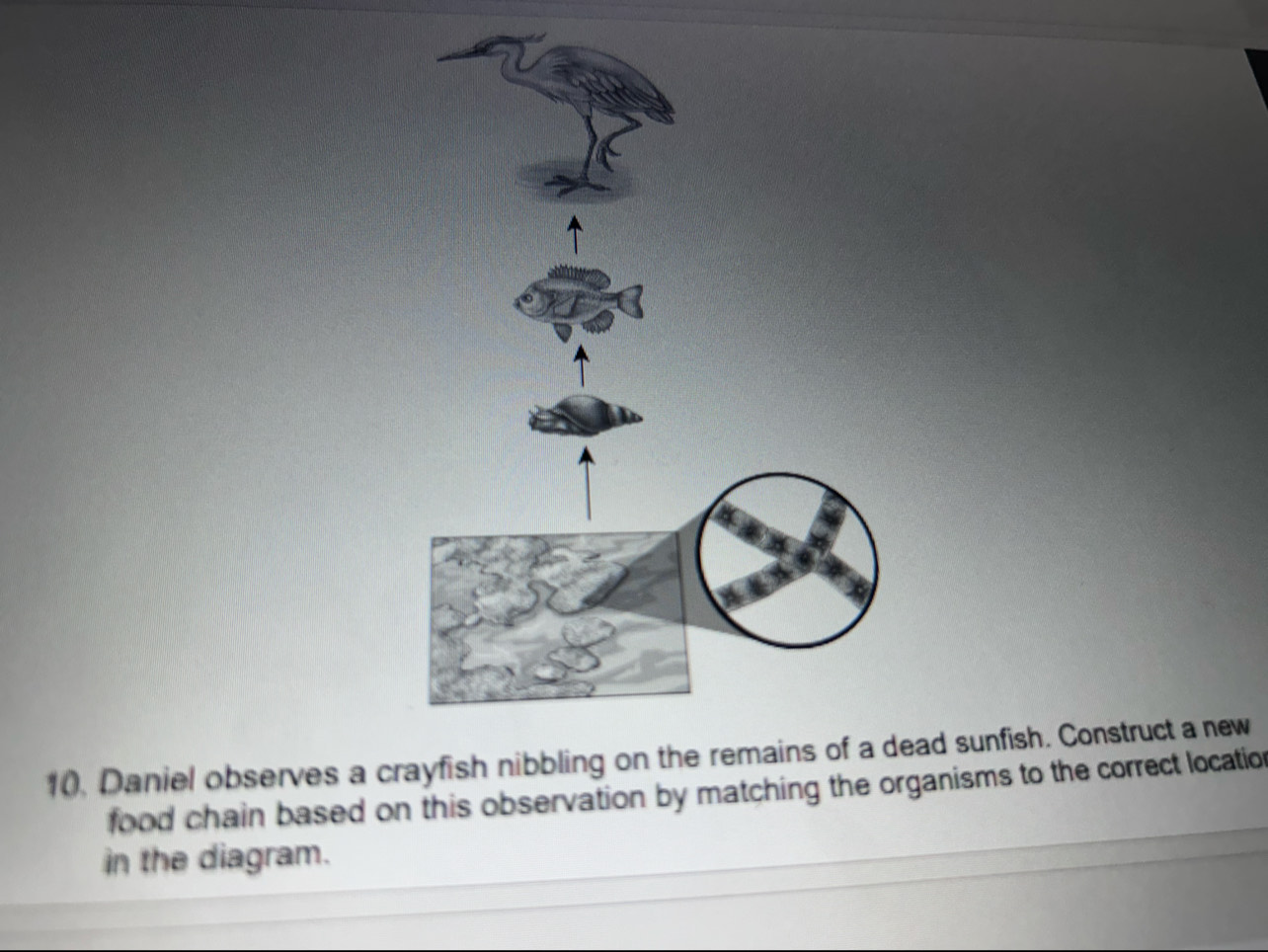 10, Daniel observes a crayfish nibbling on the remains of a dead sunfish. Construct a new 
food chain based on this observation by matching the organisms to the correct location 
in the diagram.