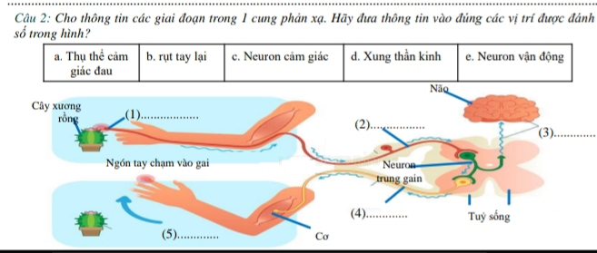 Cậu 2: Cho thông tin các giai đoạn trong 1 cung phản xạ. Hãy đưa thông tin vào đúng các vị trí được đánh
số trong hình?
a. Thụ thể cảm b. rụt tay lại c. Neuron cảmc d. Xung thần kinh e. Neuron vậg
(3)._