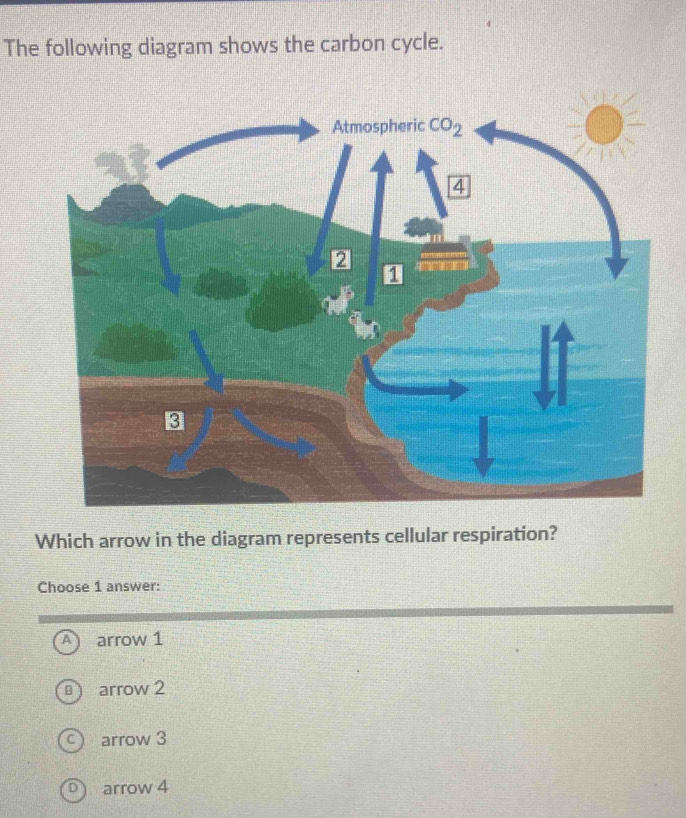 Solved: The following diagram shows the carbon cycle. Which arrow in ...