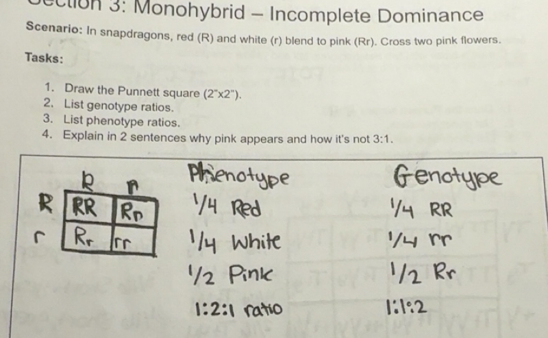 Solved: ection 3: Monohybrid - Incomplete Dominance Scenario: In ...
