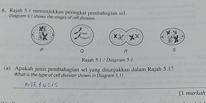 Rajah 5.1 menunjukkan peringkat pembahagian sel. 
Diagram 5.1 shows the stages of cell division.
P
Q
R
s 
Rajah 5.1 / Diagram 5.I 
(a) Apakah jenis pembahagian sel yang ditunjukkan dalam Rajah 5.1? 
What is the type of cell division shown in Diagram 5.1? 
_ 
[1 markah