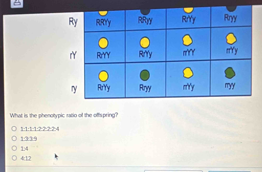 What is the phenotypic ratio of the offspring?
1:1:1:1:2:2:2:2:4
1:3:3:9
1:4
4:12
