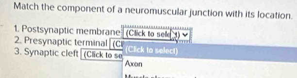 Match the component of a neuromuscular junction with its location. 
1. Postsynaptic membrane (Click to sele) 
2. Presynaptic terminal (CI 
3. Synaptic cleft (Click to se (Click to select) 
Axon