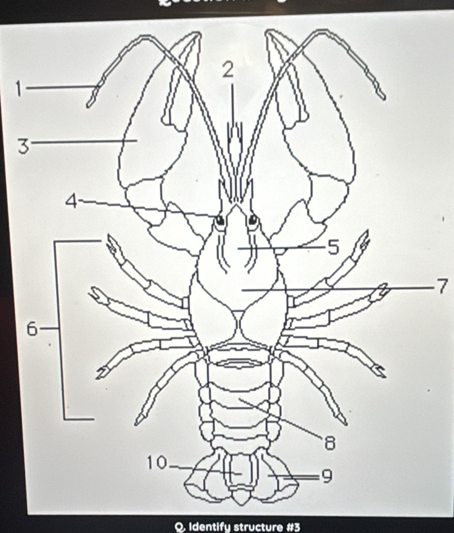 1 
3 
7 
Q. Identify structure #3